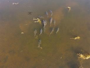 Federatieve Karper Koppel wedstrijden - De inschrijving is nu geopend!