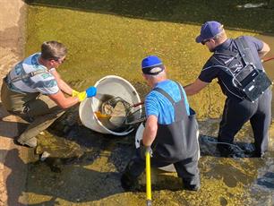 Gezocht! Hulp bij visreddingsacties ivm droogte