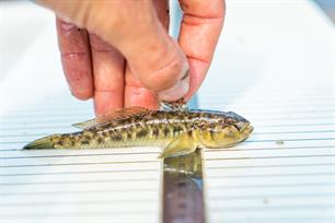 Voorjaars langsdamwedstrijd met een nieuwe soort!